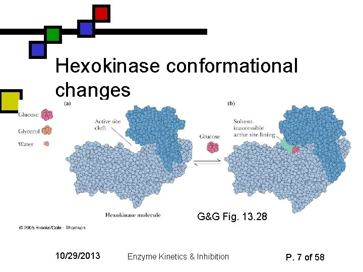 Hexokinase conformational changes G&G Fig. 13. 28 10/29/2013 Enzyme Kinetics & Inhibition P. 7