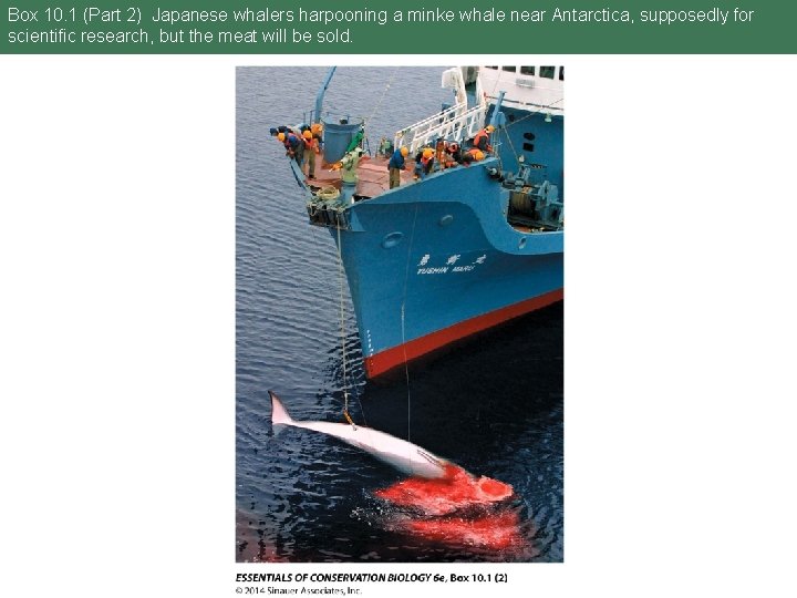 Box 10. 1 (Part 2) Japanese whalers harpooning a minke whale near Antarctica, supposedly