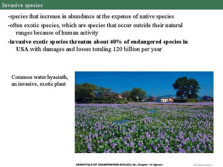 Invasive species -species that increase in abundance at the expense of native species -often