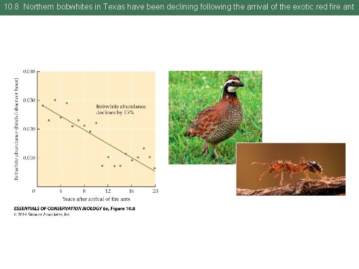 10. 8 Northern bobwhites in Texas have been declining following the arrival of the