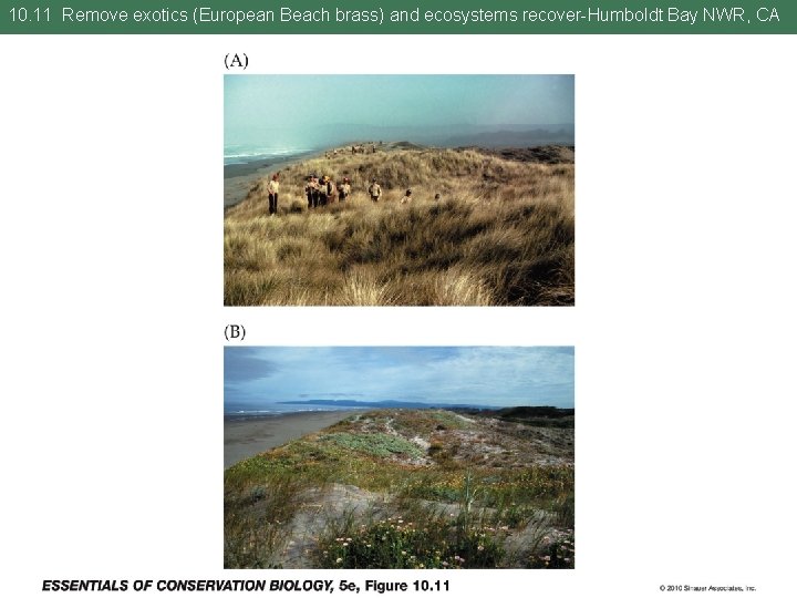 10. 11 Remove exotics (European Beach brass) and ecosystems recover-Humboldt Bay NWR, CA 