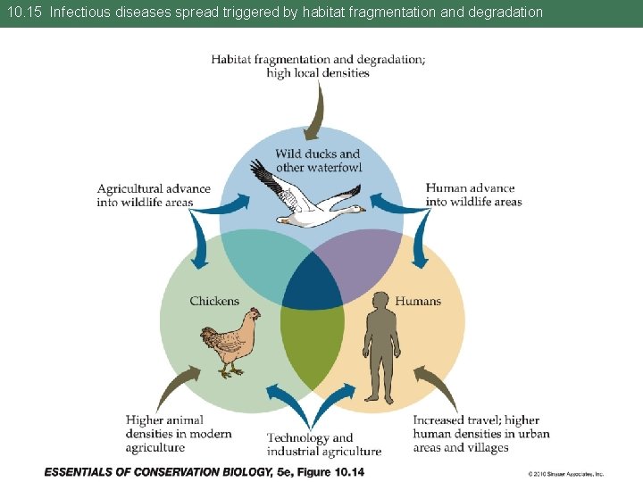 10. 15 Infectious diseases spread triggered by habitat fragmentation and degradation 