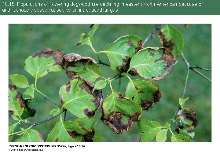 10. 15 Populations of flowering dogwood are declining in eastern North American because of