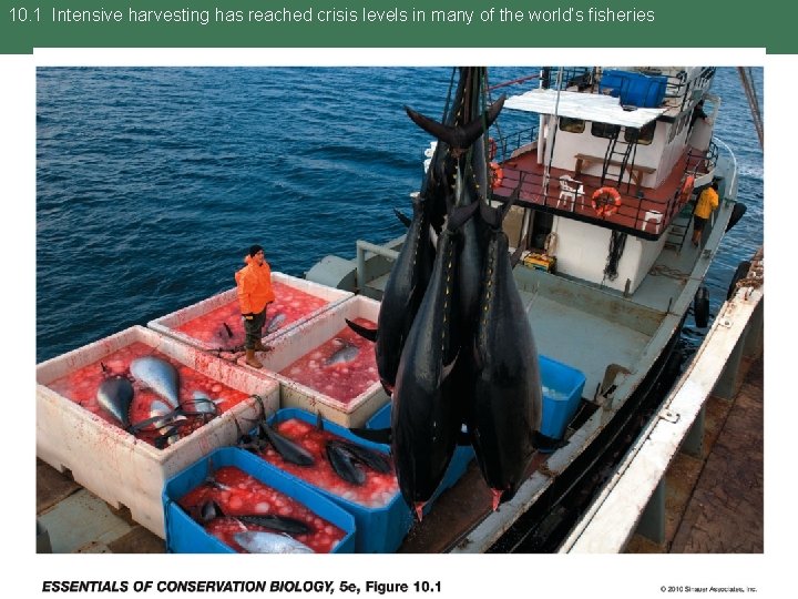 10. 1 Intensive harvesting has reached crisis levels in many of the world’s fisheries