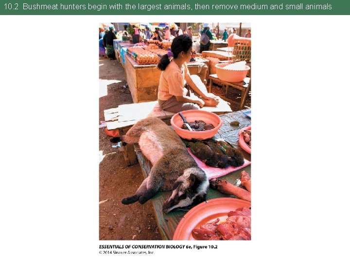 10. 2 Bushmeat hunters begin with the largest animals, then remove medium and small