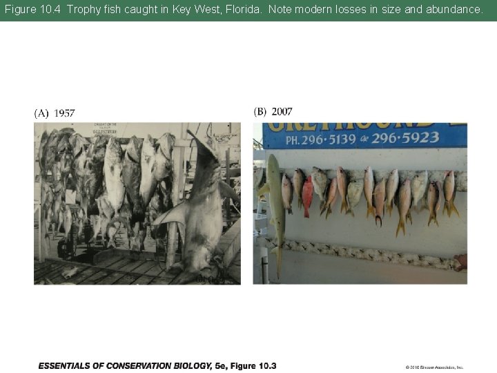 Figure 10. 4 Trophy fish caught in Key West, Florida. Note modern losses in