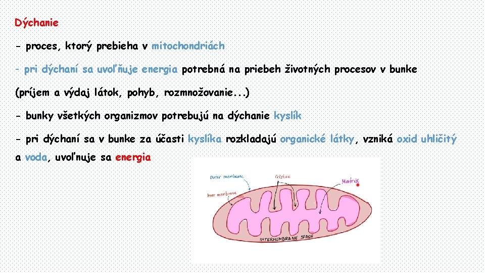 Dýchanie - proces, ktorý prebieha v mitochondriách - pri dýchaní sa uvoľňuje energia potrebná