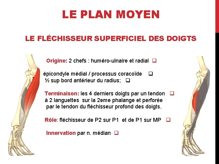 LE PLAN MOYEN LE FLÉCHISSEUR SUPERFICIEL DES DOIGTS Origine: 2 chefs : huméro-ulnaire et