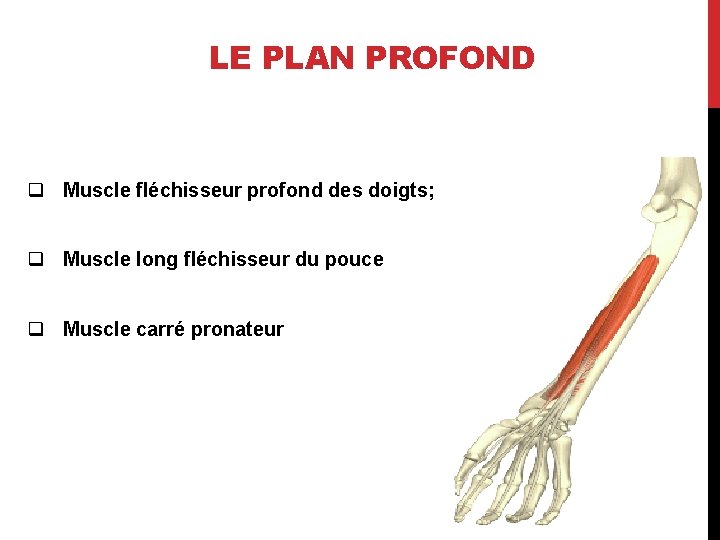 LE PLAN PROFOND q Muscle fléchisseur profond des doigts; q Muscle long fléchisseur du