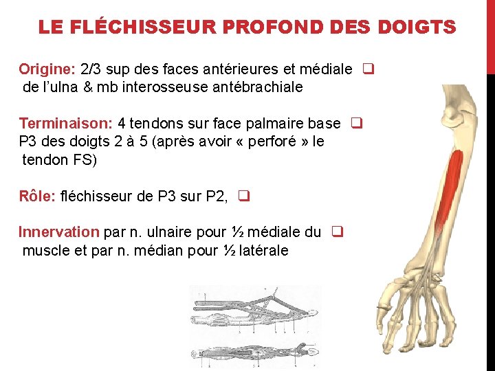 LE FLÉCHISSEUR PROFOND DES DOIGTS Origine: 2/3 sup des faces antérieures et médiale q