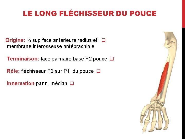 LE LONG FLÉCHISSEUR DU POUCE Origine: ¾ sup face antérieure radius et q membrane