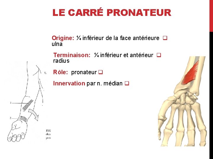 LE CARRÉ PRONATEUR Origine: ¼ inférieur de la face antérieure q ulna Terminaison: ¼