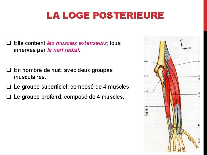 LA LOGE POSTERIEURE q Elle contient les muscles extenseurs; tous innervés par le nerf