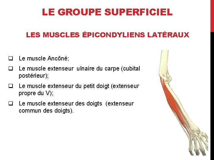 LE GROUPE SUPERFICIEL LES MUSCLES ÉPICONDYLIENS LATÉRAUX q Le muscle Ancôné; q Le muscle