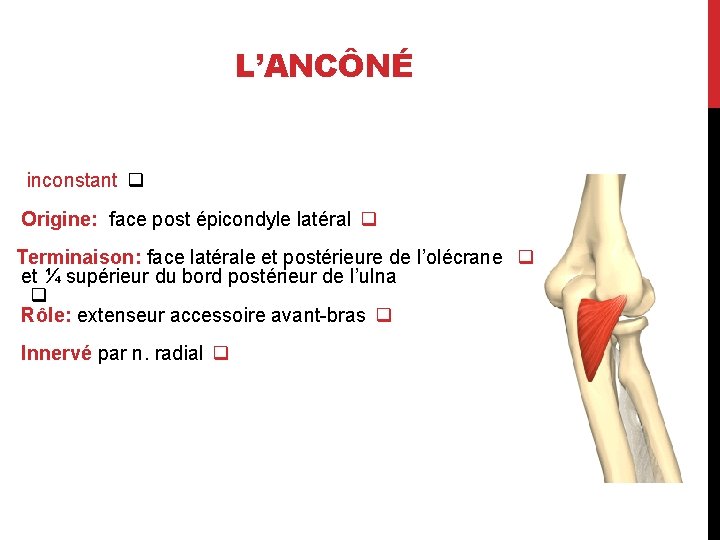L’ANCÔNÉ inconstant q Origine: face post épicondyle latéral q Terminaison: face latérale et postérieure