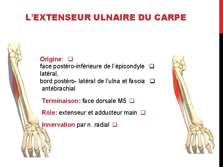 L’EXTENSEUR ULNAIRE DU CARPE Origine: q face postéro-inférieure de l’épicondyle q latéral, bord postéro-