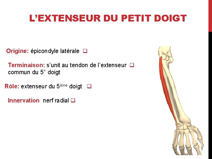 L’EXTENSEUR DU PETIT DOIGT Origine: épicondyle latérale q Terminaison: s’unit au tendon de l’extenseur