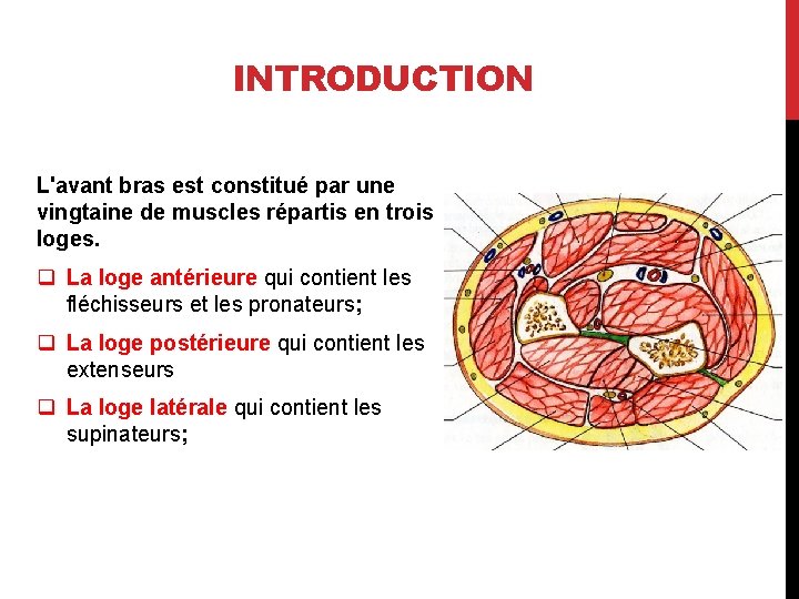 INTRODUCTION L'avant bras est constitué par une vingtaine de muscles répartis en trois loges.