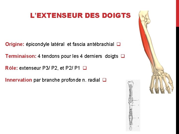 L’EXTENSEUR DES DOIGTS Origine: épicondyle latéral et fascia antébrachial q Terminaison: 4 tendons pour