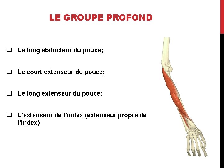 LE GROUPE PROFOND q Le long abducteur du pouce; q Le court extenseur du
