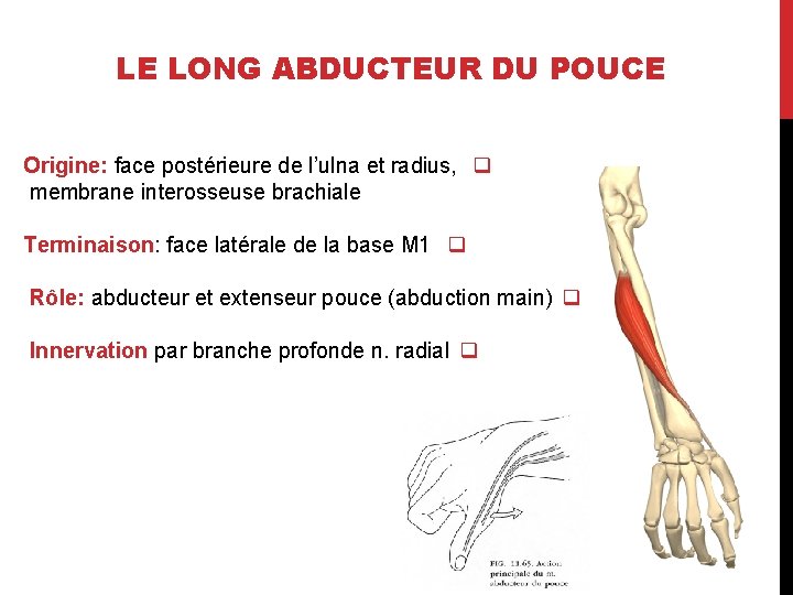 LE LONG ABDUCTEUR DU POUCE Origine: face postérieure de l’ulna et radius, q membrane