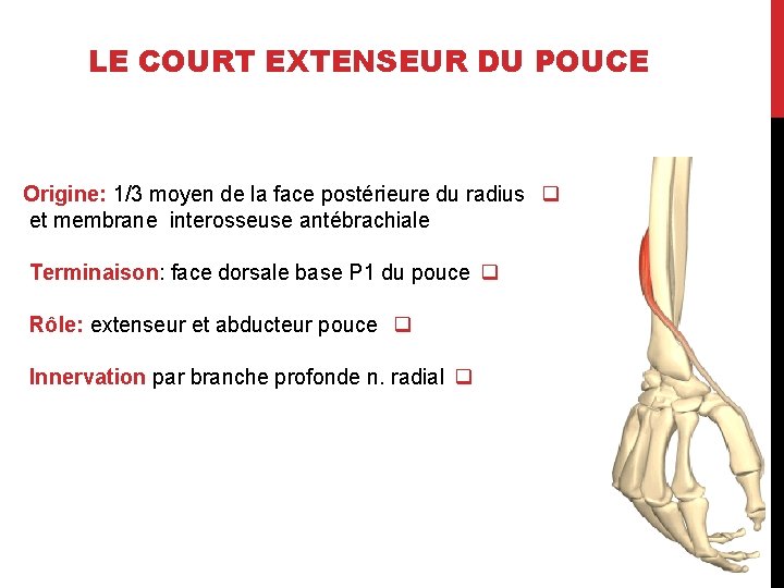 LE COURT EXTENSEUR DU POUCE Origine: 1/3 moyen de la face postérieure du radius
