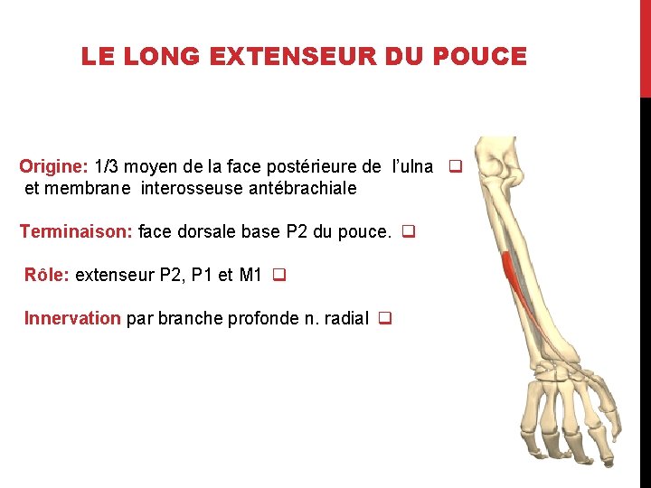 LE LONG EXTENSEUR DU POUCE Origine: 1/3 moyen de la face postérieure de l’ulna