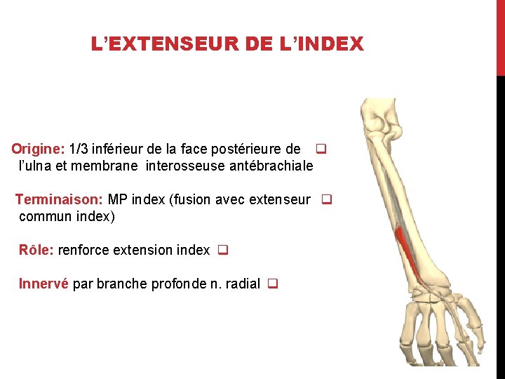 L’EXTENSEUR DE L’INDEX Origine: 1/3 inférieur de la face postérieure de q l’ulna et