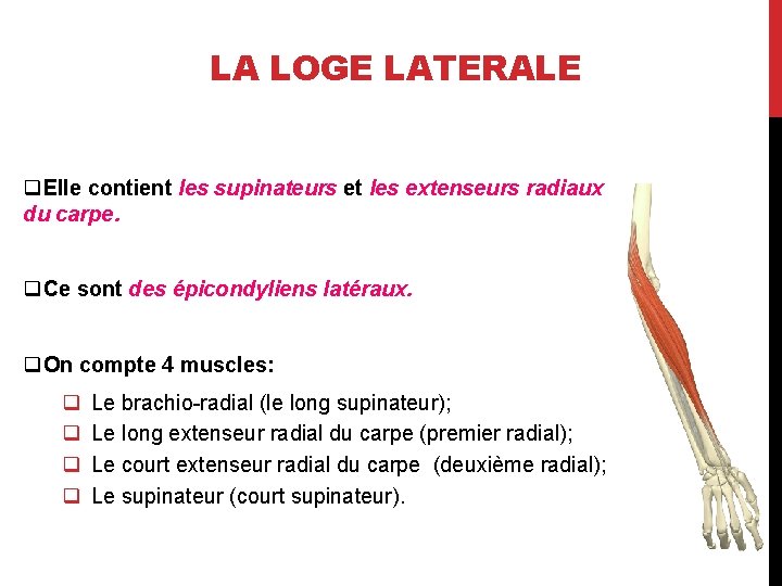 LA LOGE LATERALE q. Elle contient les supinateurs et les extenseurs radiaux du carpe.