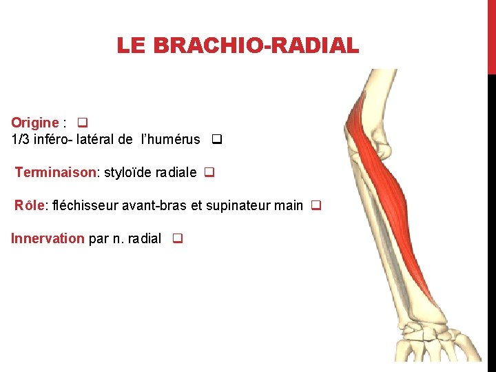 LE BRACHIO-RADIAL Origine : q 1/3 inféro- latéral de l’humérus q Terminaison: styloïde radiale