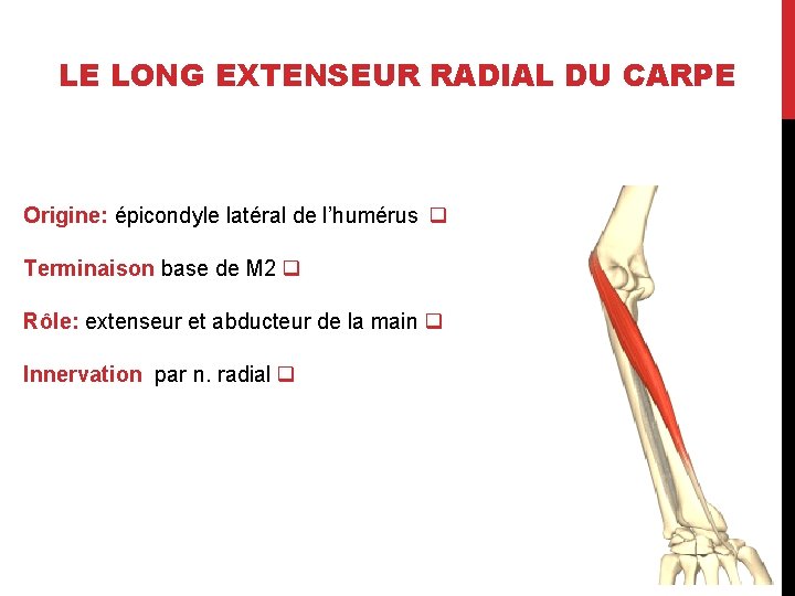 LE LONG EXTENSEUR RADIAL DU CARPE Origine: épicondyle latéral de l’humérus q Terminaison base
