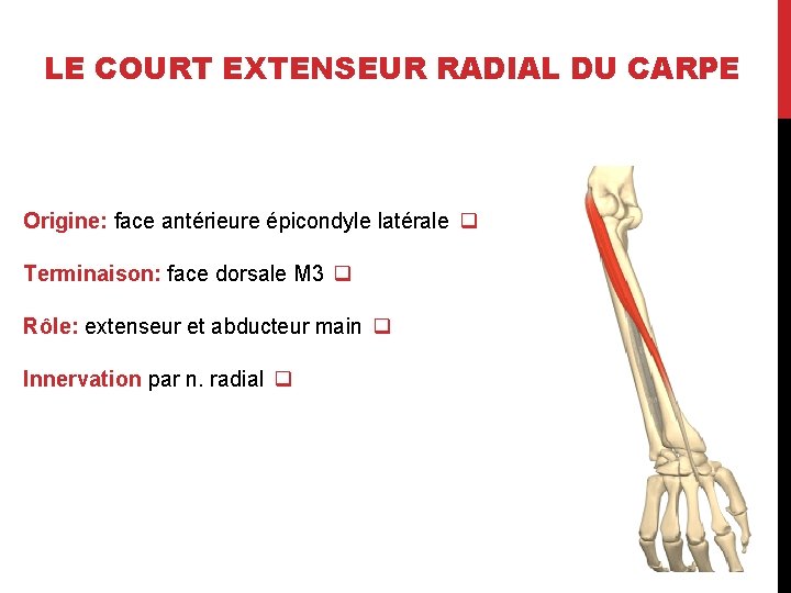 LE COURT EXTENSEUR RADIAL DU CARPE Origine: face antérieure épicondyle latérale q Terminaison: face