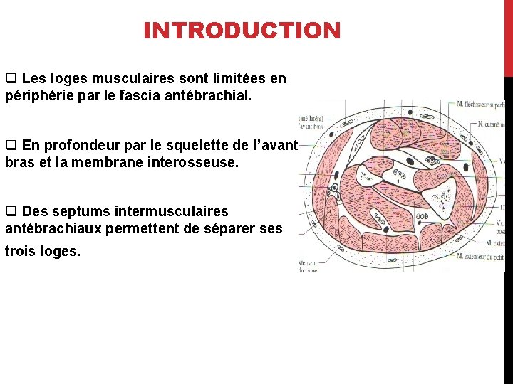 INTRODUCTION q Les loges musculaires sont limitées en périphérie par le fascia antébrachial. q
