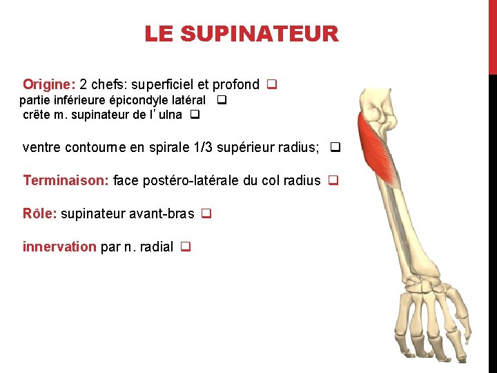 LE SUPINATEUR Origine: 2 chefs: superficiel et profond q partie inférieure épicondyle latéral q