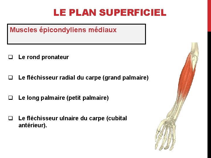 LE PLAN SUPERFICIEL Muscles épicondyliens médiaux q Le rond pronateur q Le fléchisseur radial