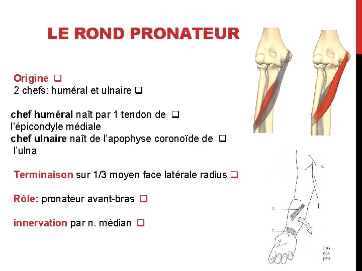 LE ROND PRONATEUR Origine q 2 chefs: huméral et ulnaire q chef huméral naît
