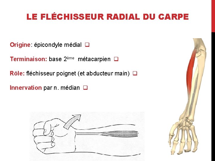 LE FLÉCHISSEUR RADIAL DU CARPE Origine: épicondyle médial q Terminaison: base 2ème métacarpien q