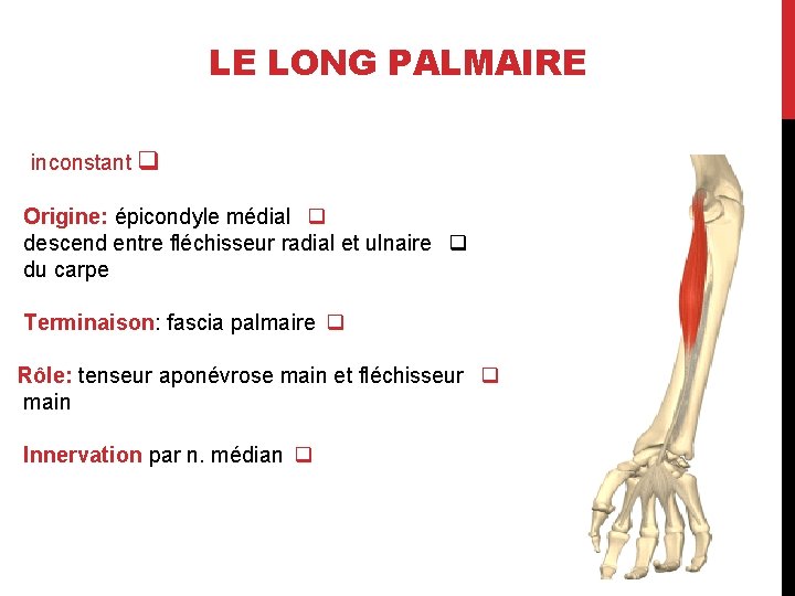LE LONG PALMAIRE inconstant q Origine: épicondyle médial q descend entre fléchisseur radial et