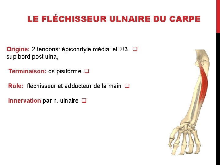 LE FLÉCHISSEUR ULNAIRE DU CARPE Origine: 2 tendons: épicondyle médial et 2/3 q sup
