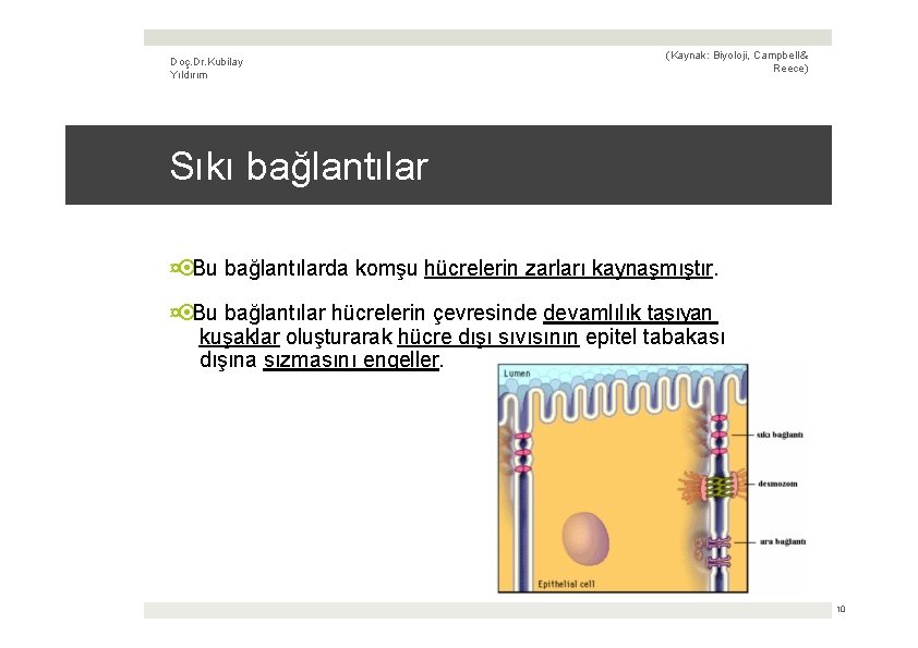 Doç. Dr. Kubilay Yıldırım (Kaynak: Biyoloji, Campbell & Reece) Sıkı bağlantılar ¤ Bu bağlantılarda