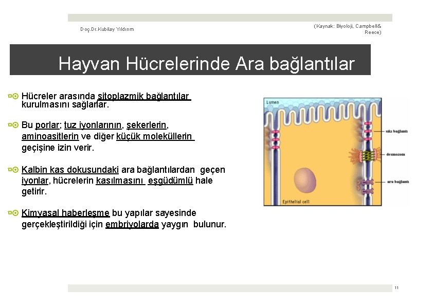 Doç. Dr. Kubilay Yıldırım (Kaynak: Biyoloji, Campbell & Reece) Hayvan Hücrelerinde Ara bağlantılar ¤