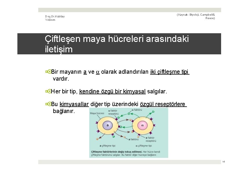 Doç. Dr. Kubilay Yıldırım (Kaynak: Biyoloji, Campbell & Reece) Çiftleşen maya hücreleri arasındaki iletişim