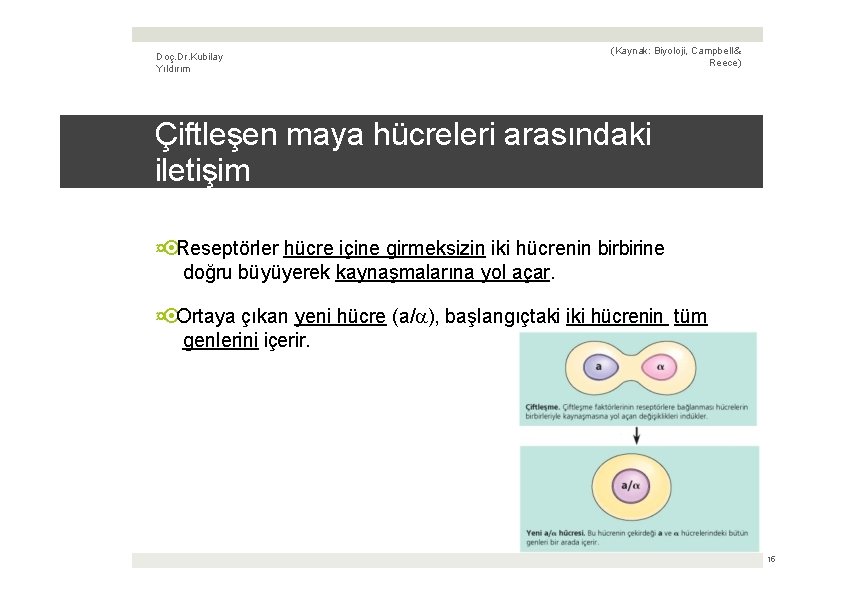 Doç. Dr. Kubilay Yıldırım (Kaynak: Biyoloji, Campbell & Reece) Çiftleşen maya hücreleri arasındaki iletişim