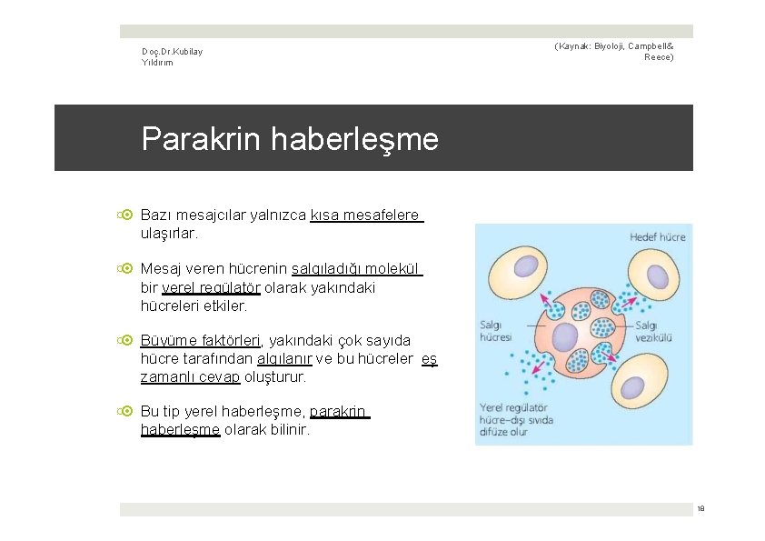 Doç. Dr. Kubilay Yıldırım (Kaynak: Biyoloji, Campbell & Reece) Parakrin haberleşme ¤ Bazı mesajcılar