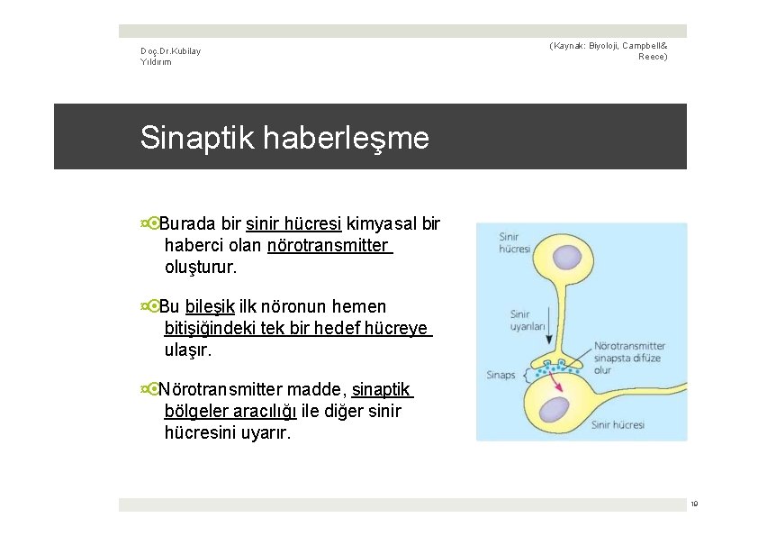 Doç. Dr. Kubilay Yıldırım (Kaynak: Biyoloji, Campbell & Reece) Sinaptik haberleşme ¤ Burada bir