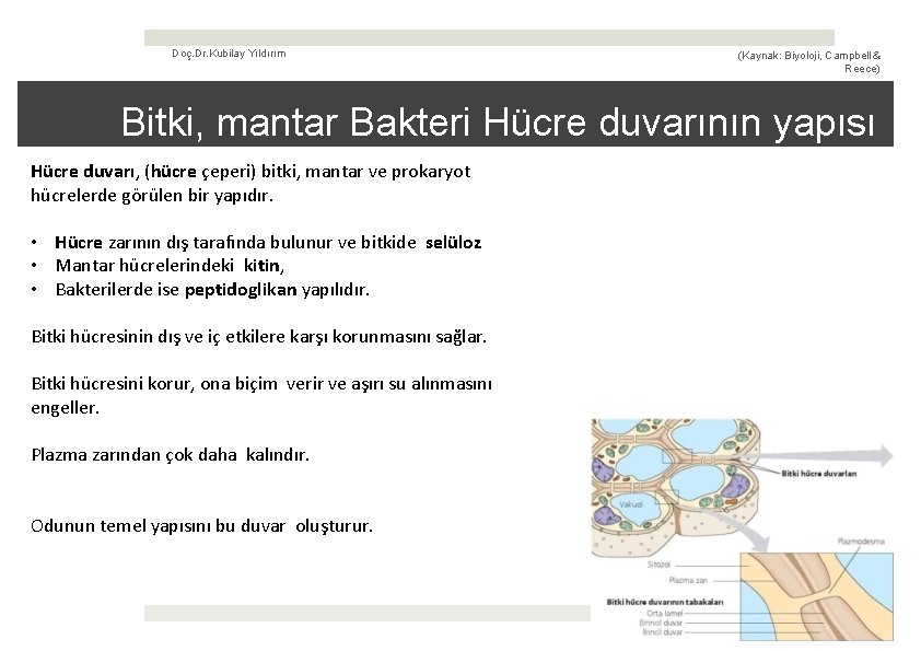 Doç. Dr. Kubilay Yıldırım (Kaynak: Biyoloji, Campbell & Reece) Bitki, mantar Bakteri Hücre duvarının