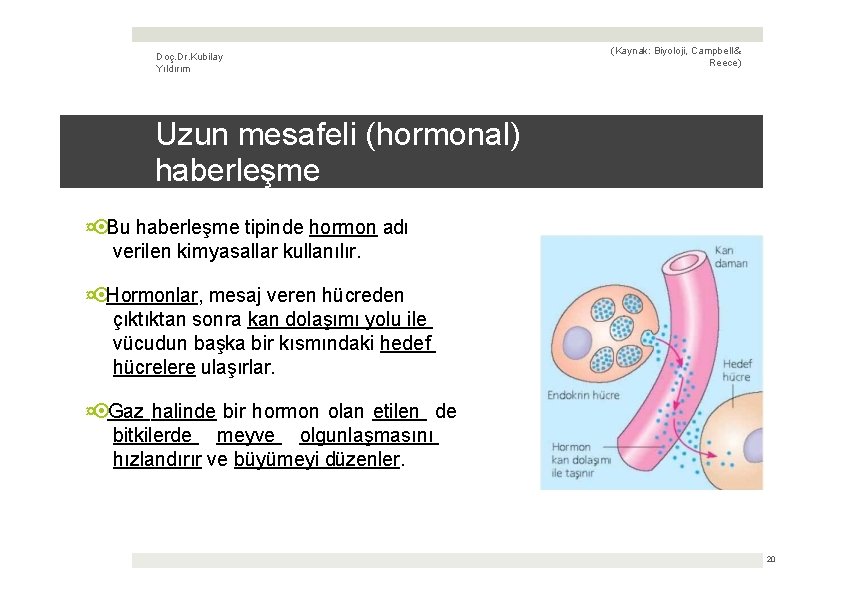 Doç. Dr. Kubilay Yıldırım (Kaynak: Biyoloji, Campbell & Reece) Uzun mesafeli (hormonal) haberleşme ¤