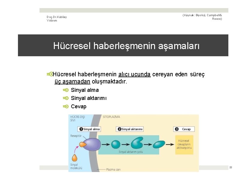Doç. Dr. Kubilay Yıldırım (Kaynak: Biyoloji, Campbell & Reece) Hücresel haberleşmenin aşamaları ¤ Hücresel