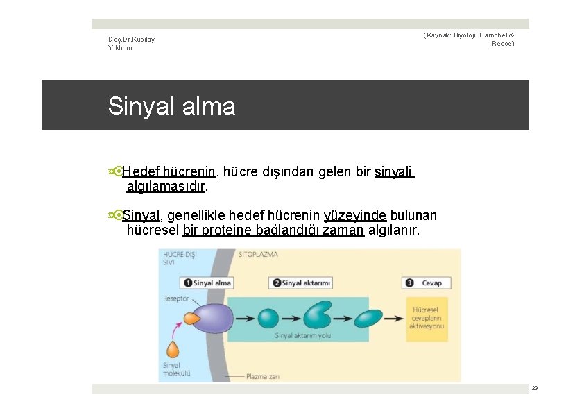 Doç. Dr. Kubilay Yıldırım (Kaynak: Biyoloji, Campbell & Reece) Sinyal alma ¤ Hedef hücrenin,