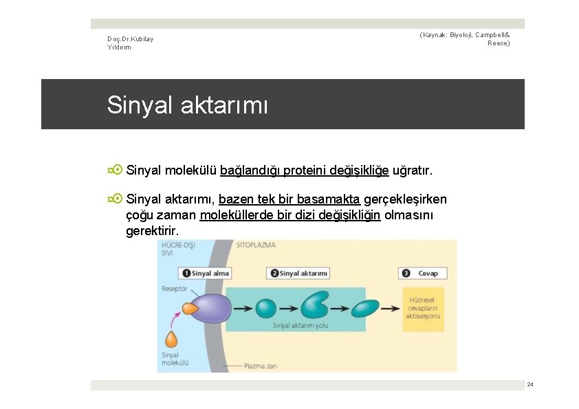 Doç. Dr. Kubilay Yıldırım (Kaynak: Biyoloji, Campbell & Reece) Sinyal aktarımı ¤ Sinyal molekülü